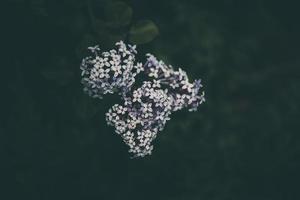 Purper lila tussen de groen bladeren Aan de struik in de voorjaar tuin foto