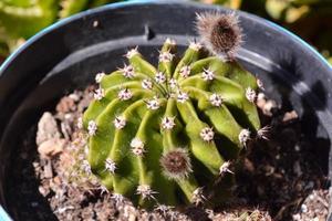 cactus close-up foto