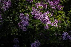 Purper lila tussen de groen bladeren Aan de struik in de voorjaar tuin foto