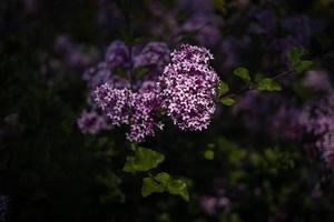 Purper lila tussen de groen bladeren Aan de struik in de voorjaar tuin foto