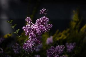 Purper lila tussen de groen bladeren Aan de struik in de voorjaar tuin foto