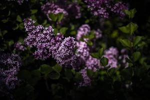 Purper lila tussen de groen bladeren Aan de struik in de voorjaar tuin foto