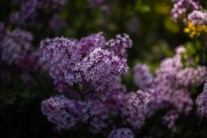 Purper lila tussen de groen bladeren Aan de struik in de voorjaar tuin foto