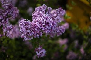 Purper lila tussen de groen bladeren Aan de struik in de voorjaar tuin foto