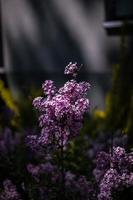 Purper lila tussen de groen bladeren Aan de struik in de voorjaar tuin foto