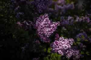 Purper lila tussen de groen bladeren Aan de struik in de voorjaar tuin foto