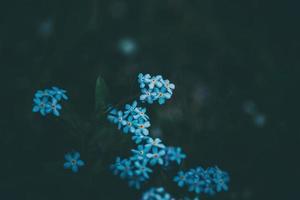 blauw vergeet me niet bloemen tussen de groen hoog gras foto