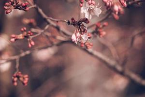 voorjaar boom bloeiend in roze in detailopname buitenshuis in de warm zonneschijn foto
