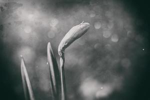 foto van een single voorjaar gele narcis in een retro stijl tuin