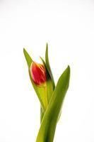 rood tulp Aan een wit achtergrond in detailopname foto