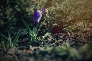 voorjaar bloemen krokussen in de tuin in de warm stralen van de middag zon foto