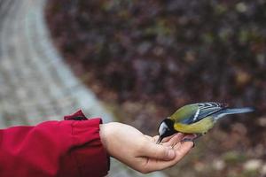 weinig kleurrijk vogel tit - aan het eten zonnebloem zaad van jongens hand- in winter foto