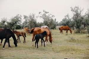 kudde van paarden zomer veld- natuur landschap foto