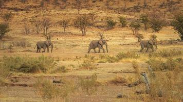 drie woestijn olifanten wandelen door in een afstand kaokoveld Namibië foto