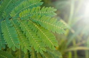 tamarinde bladeren met zonlicht foto