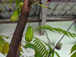 een dichtbij omhoog van averrhoa Bilimbi fruit foto