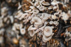 paddestoel boerderij met vers paddestoel groeit Aan paddestoel paaien - lentinus vierhoek foto