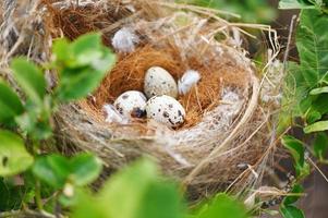 vogel nest Aan boom Afdeling met drie eieren binnen, vogel eieren Aan vogelstand nest en veer in zomer Woud , eieren Pasen concept foto