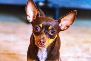 Russisch speelgoed- terriër hond portret op zoek speels en schattig Mexico. foto