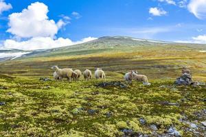 schapen begrazing in berg landschap panorama rondane nationaal park Noorwegen. foto