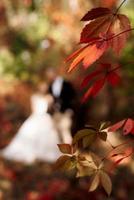 bladeren van wilde rode druiven in de herfst foto