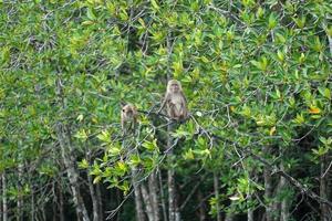 selectieve focus op apen zitten op de takken van mangrovebomen met wazige jungle op de achtergrond foto