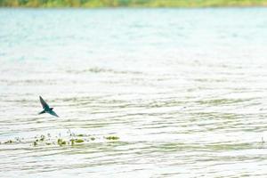 motie wazig vogeltje vliegt over het oppervlak van de rivier foto