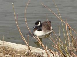 water vogel foto