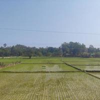 de natuurlijk schoonheid van Bangladesh stuurman bazaar foto