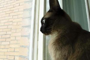 Birmees kat zittend Bij huis en op zoek Bij venster. foto