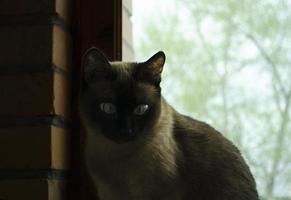 Birmees kat zittend Bij huis en op zoek Bij venster. foto