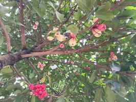 rood fruit Aan de boom. verticaal visie. foto