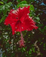 een rood bloem met groen bladeren foto