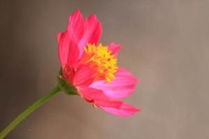 rood-roze-mooi kosmos bloemen Aan blauw lucht achtergrond in boer tuin fabriek De volgende naar de huis en toenemen van nature mooi - bijen en zwermen van insecten - nectar en stuifmeel foto