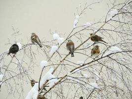 kudde van lijsters kramsvogel neergestreken Aan de takken van een met sneeuw bedekt boom, winter sneeuwval foto