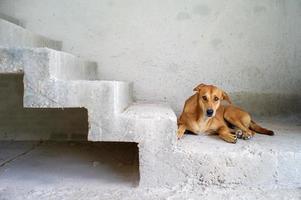 portret van een bruine hond die de camera op de cementen vloer bekijkt foto