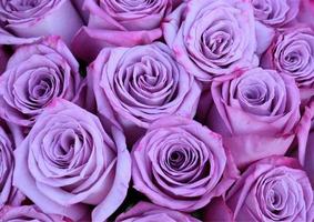 lavendel roos bloem foto