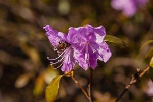 macro van een Afdeling van ledum bloem foto