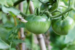 groen tomaten niet nog rijp Aan biologisch tuin planten foto