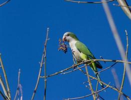 portret van een Argentijns papegaai in haar natuurlijk leefgebied foto