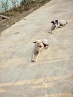 de honden ontspannende Aan de grond . foto