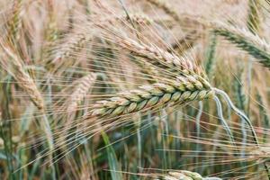 groene tarwe in het veld foto