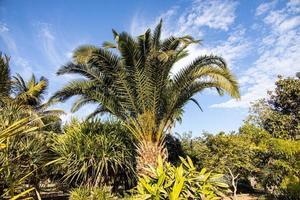 exotisch palm boom tegen de lucht Aan een warm zomer dag foto