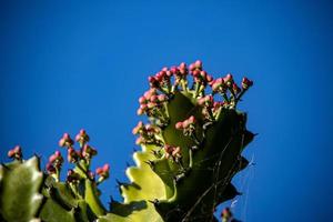 exotisch groen cactus in een botanisch tuin Aan een warm vakantie dag foto