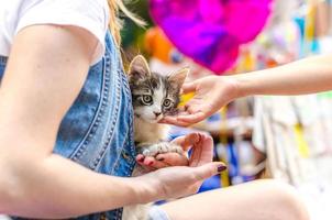 kitten de armen van een vrouw foto