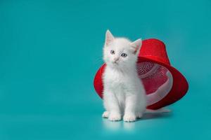 witte kat met een rode hoed foto