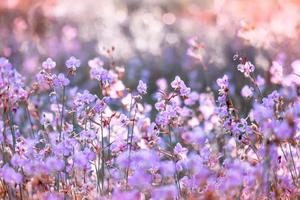 wazig, paarse bloem bloesem op veld. mooie groei en bloemen op weide die 's ochtends bloeien, selectieve focus natuur op bokeh achtergrond, vintage stijl foto