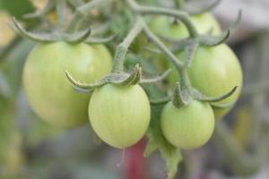 groen tomaten Aan de fabriek foto