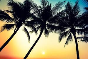 silhouet van palmbomen foto