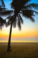 silhouet van een palmboom foto